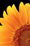 Sun Flowers - Click to enlarge
